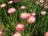 Pink paper daisies_2
